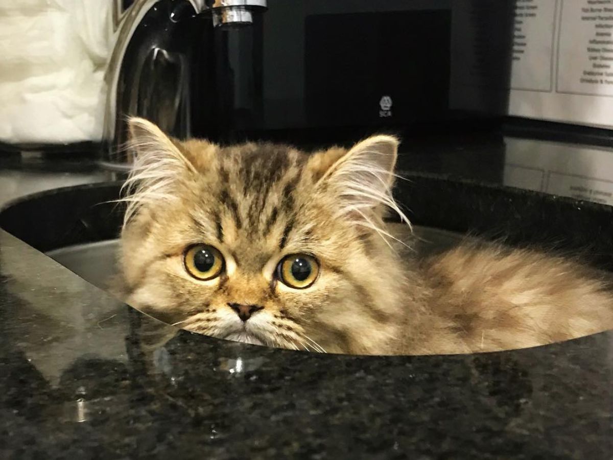 West Orange Vet Hospital 13