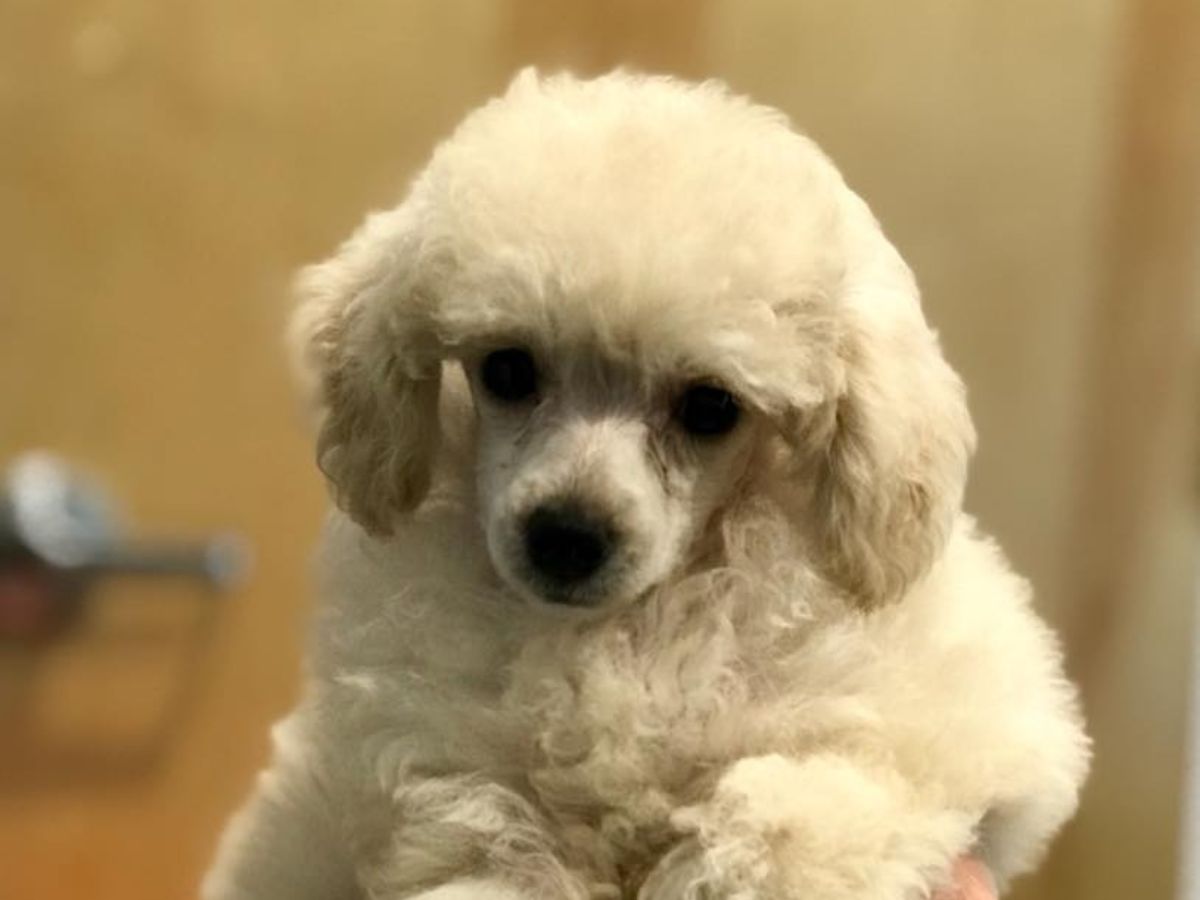 Dog at the spay and neuter clinic in Winter Garden