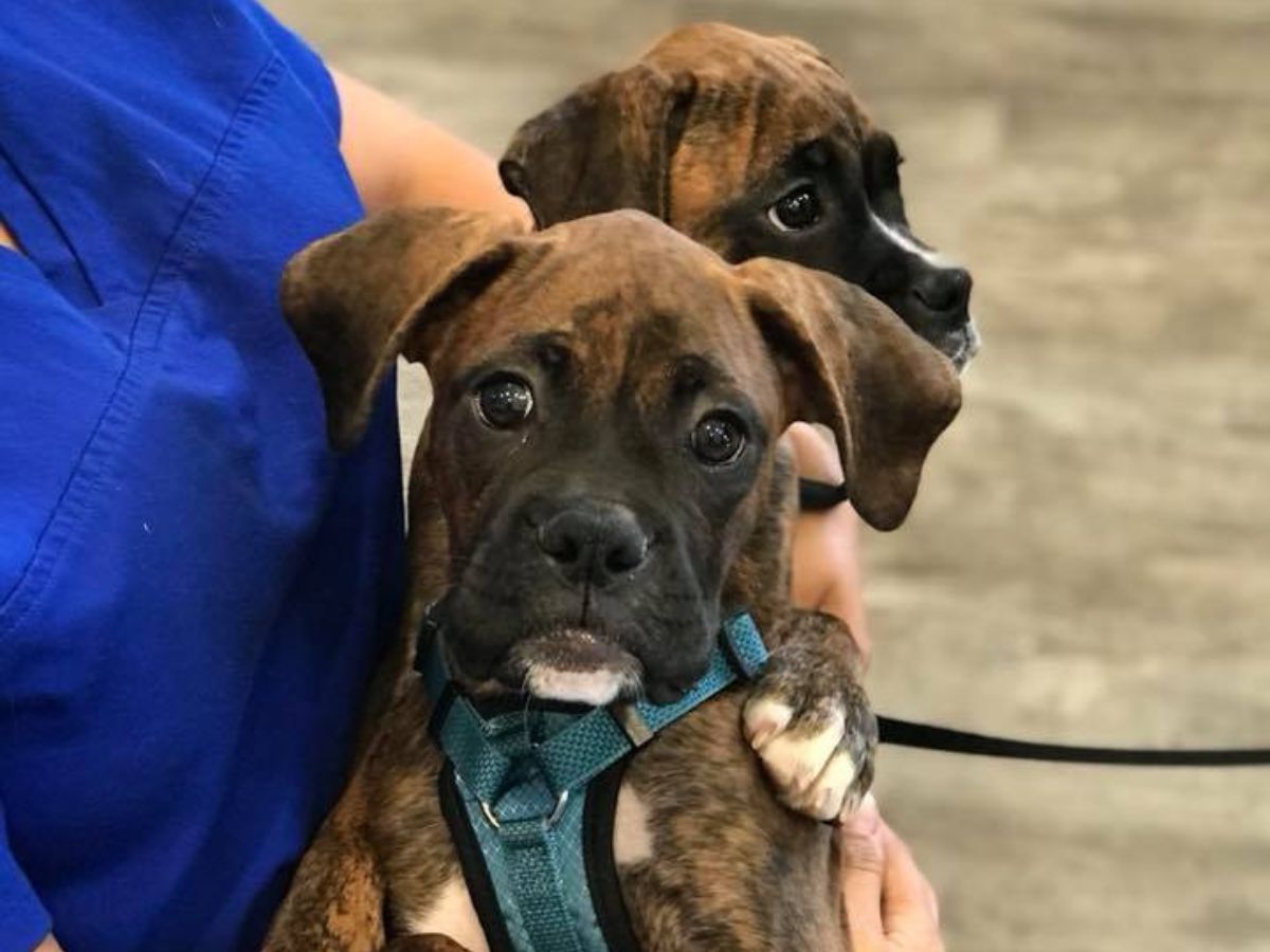 West Orange Vet Hospital 17 West Orange Vet Hospital 17