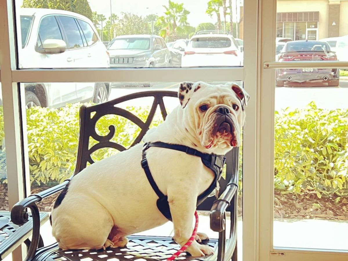 West Orange Vet Hospital 19