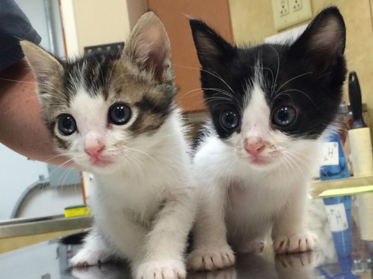 West Orange Vet Hospital 20